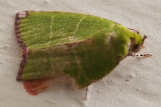 Hesperia macrocomma - Kiwimotte